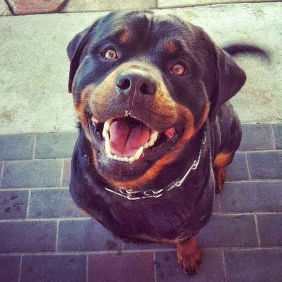 Золотой ротвейлер щенок