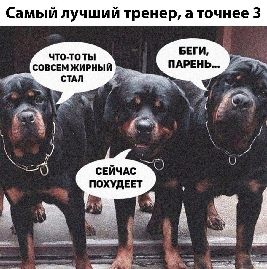 Ротвейлеры убийцы