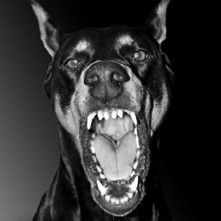 Ротвейлер злой