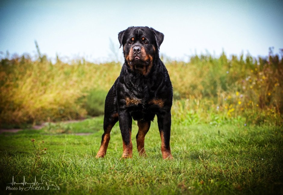 Ротвейлер в капюшоне