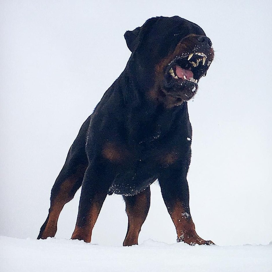 Собака ротвейлер Чоп