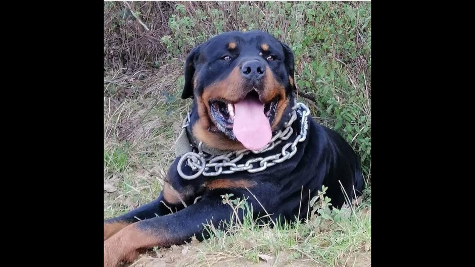 Доберман пинчер злой скалится