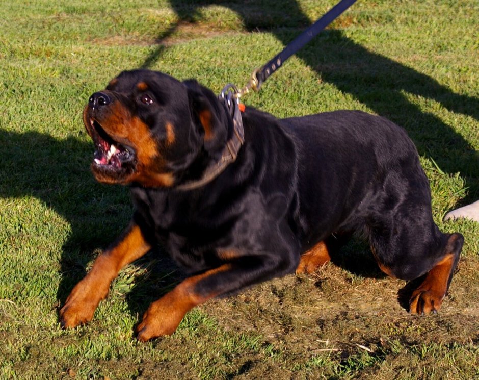 Алабай Доберман и ротвейлер