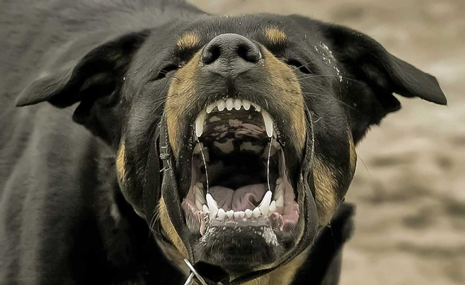 Доберман оскал