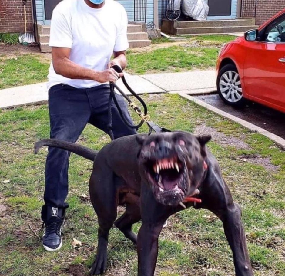 Ротвейлер щенок