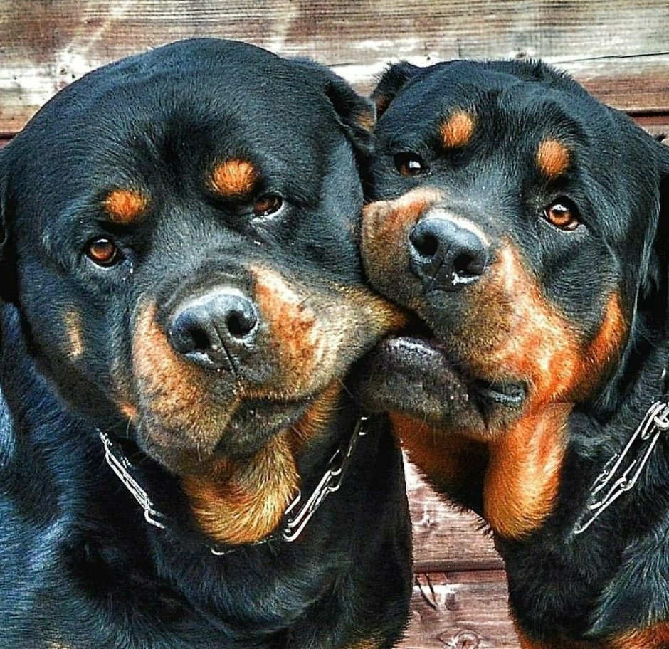 Собака ротвейлер оскал