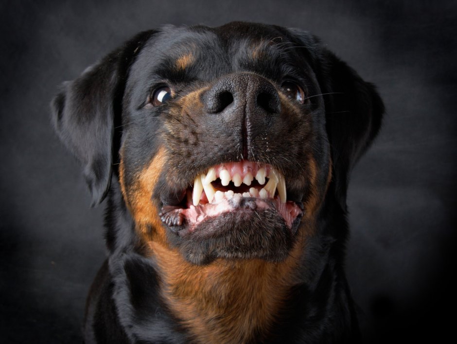 Ротвейлер Хаким