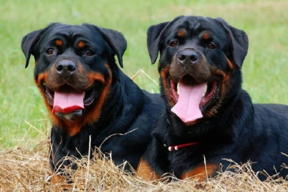 Доберман Эстетика