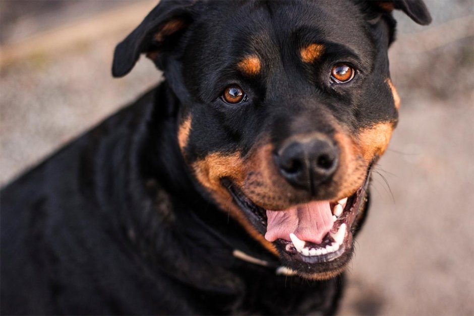 Ротвейлер Бьюдель