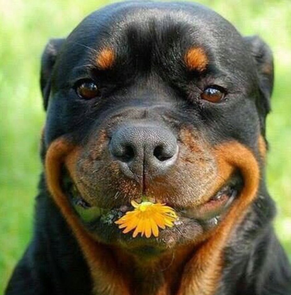 Стикеры ротвейлер