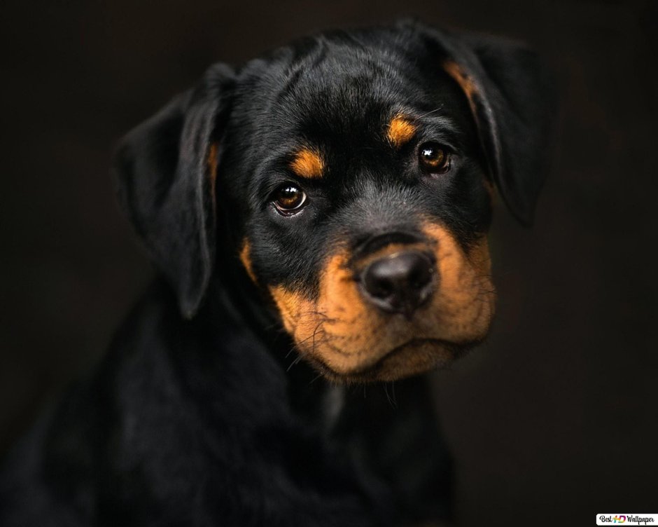 Собака ротвейлер злая собака