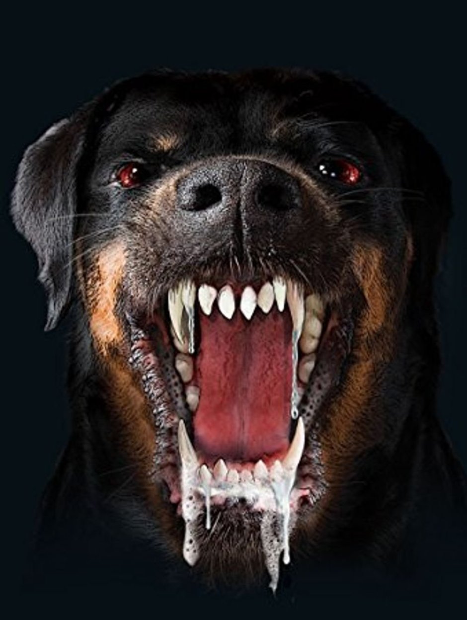 Фотосессия с большой собакой