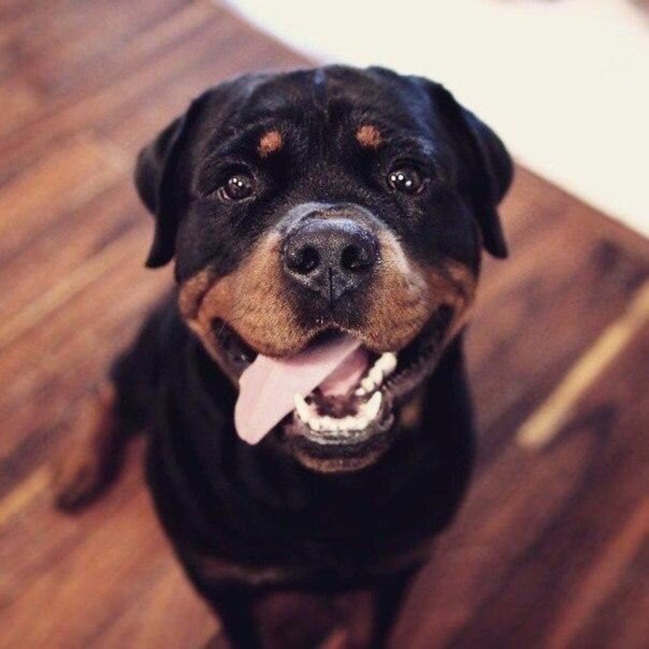 Ротвейлер собака убийца злой