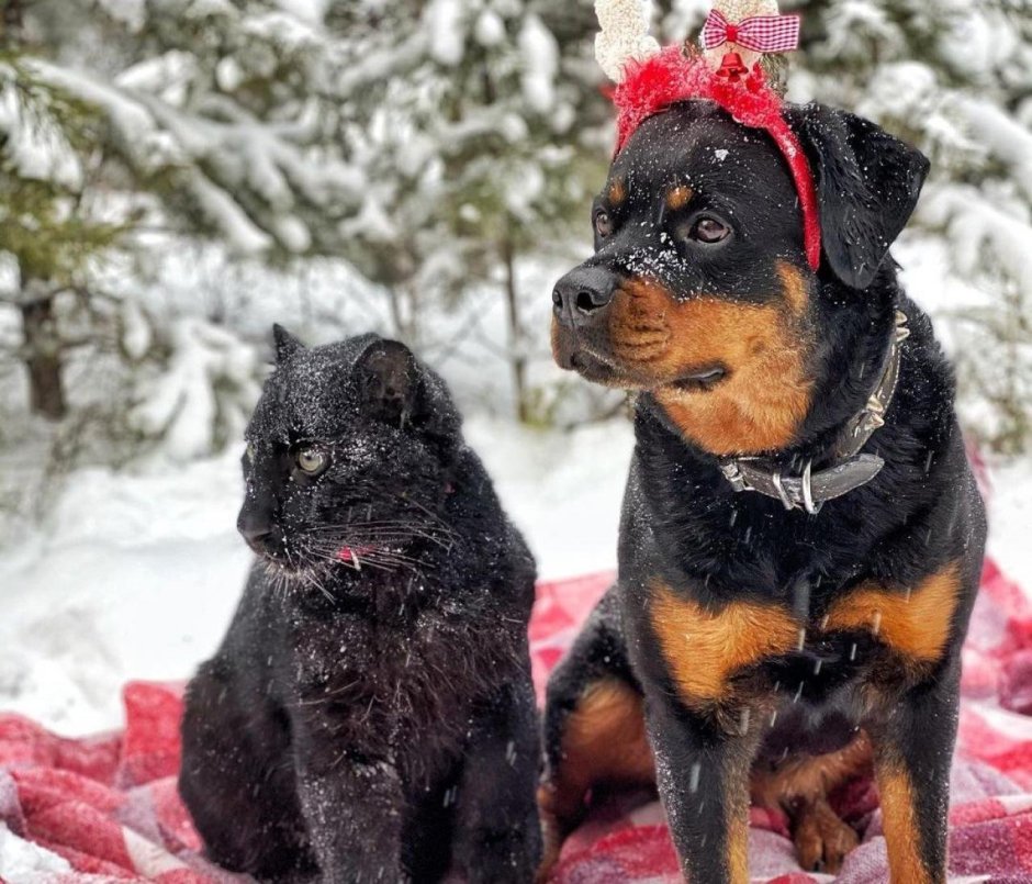 Французский ротвейлер