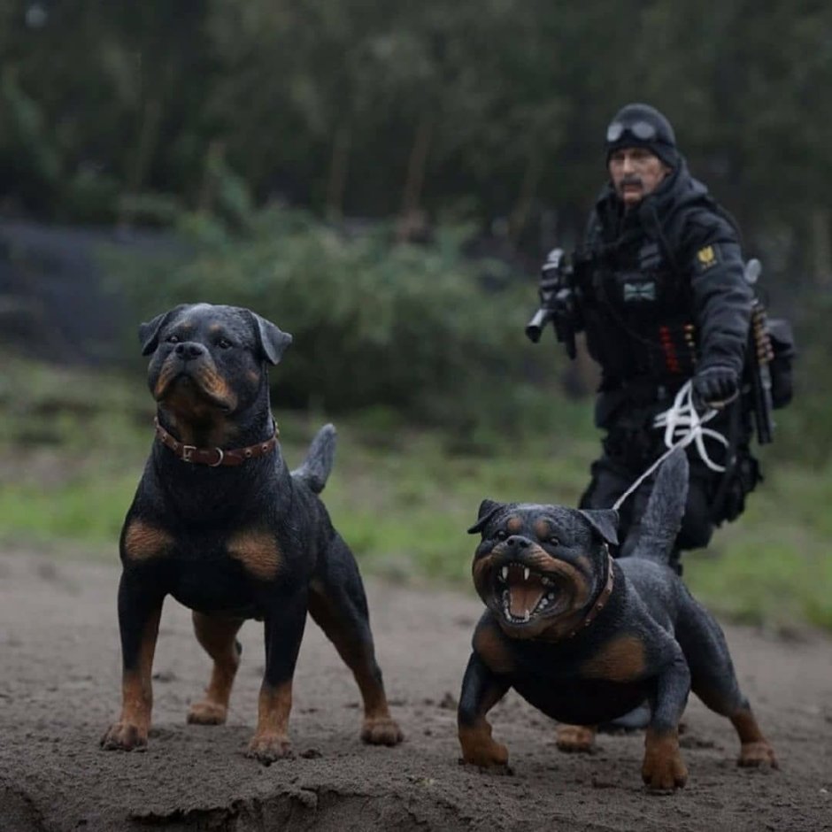 Цербер собака ротвейлер