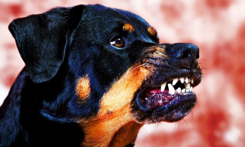 Голубоглазый ротвейлер