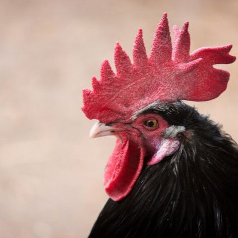 Петушиный гребешок