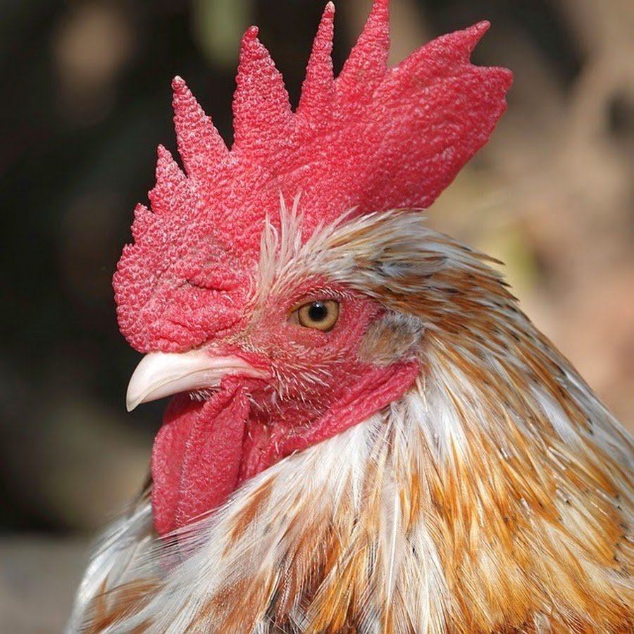 Петух с большим гребнем