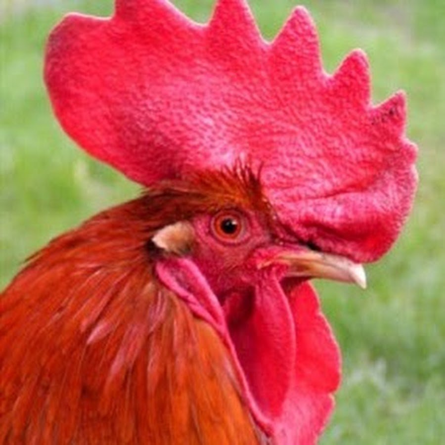 Петушиный гребешок