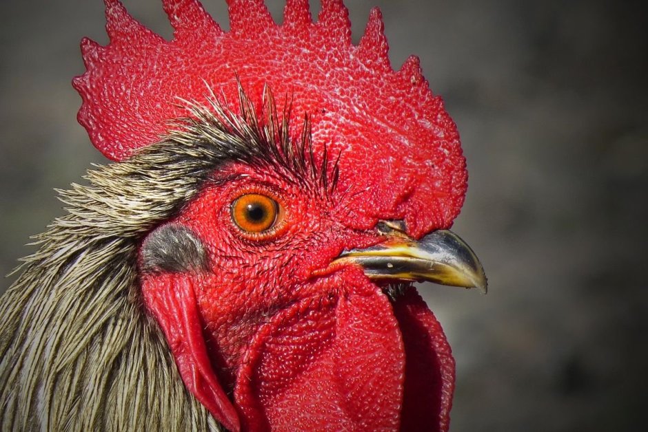 Черный петух с красным гребнем