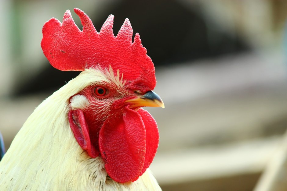 Гребень петуха