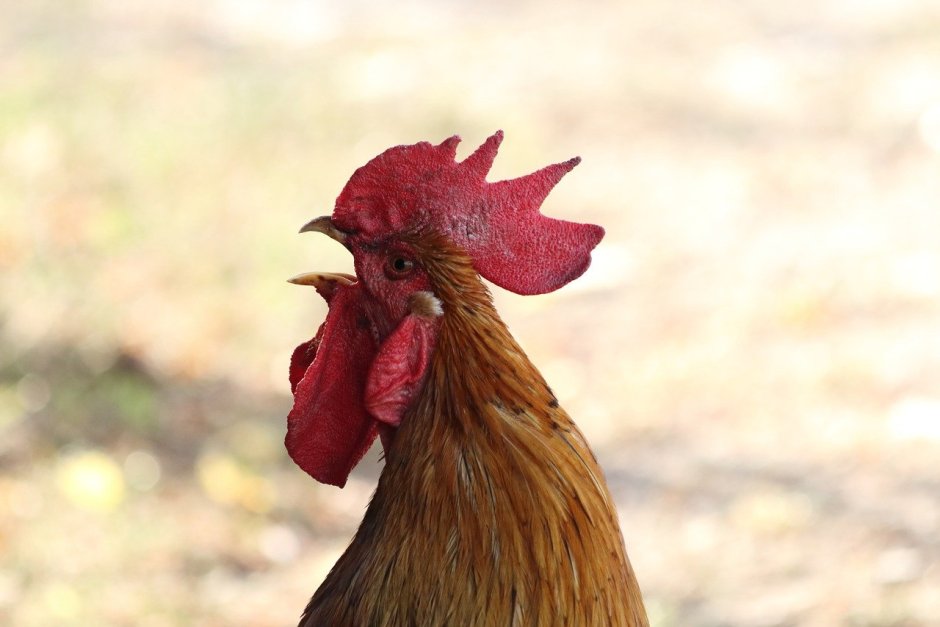 Петушиная голова
