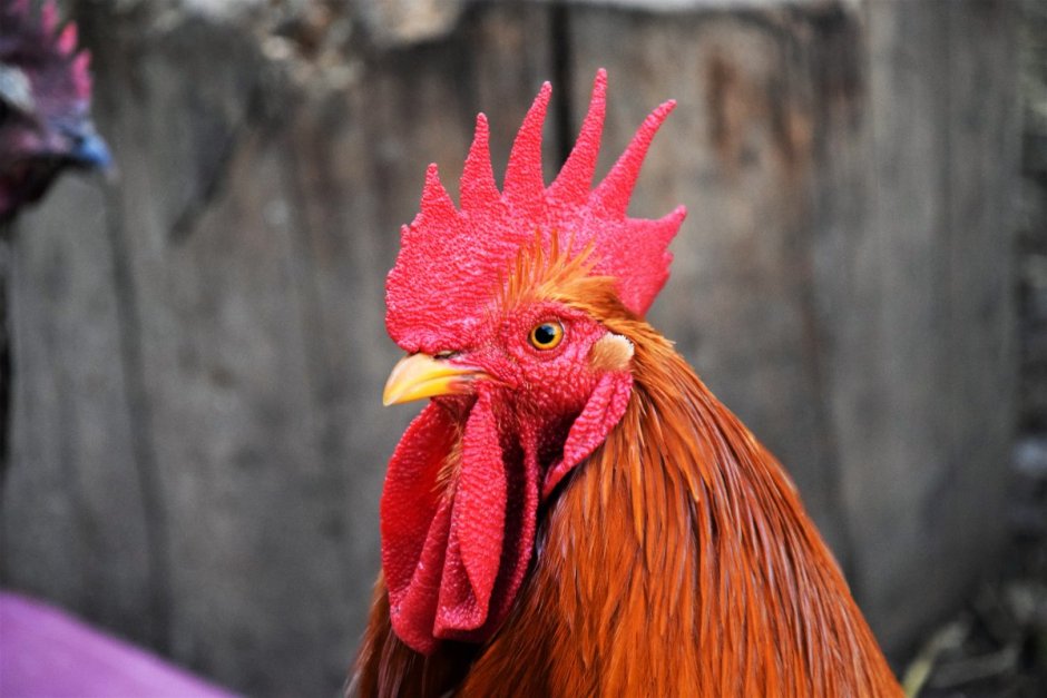 Петушьи гребешки