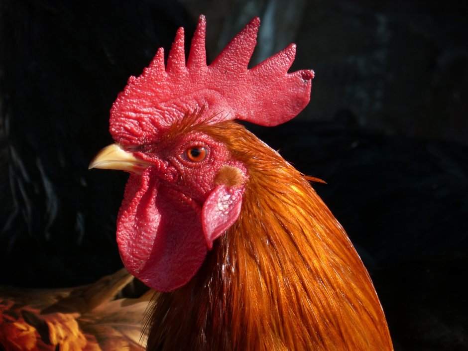 Курица без гребня