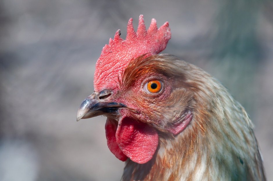 Морда петуха