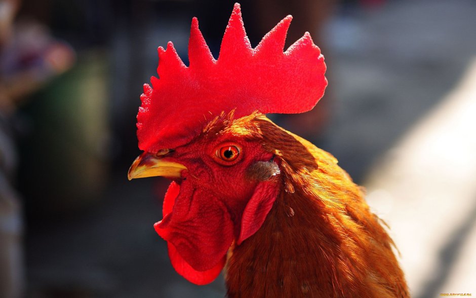 Петух с хохолком