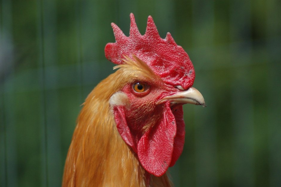Петушиный хохолок