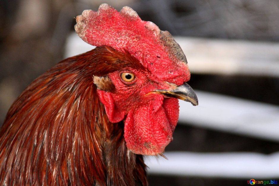 Петух с хохолком