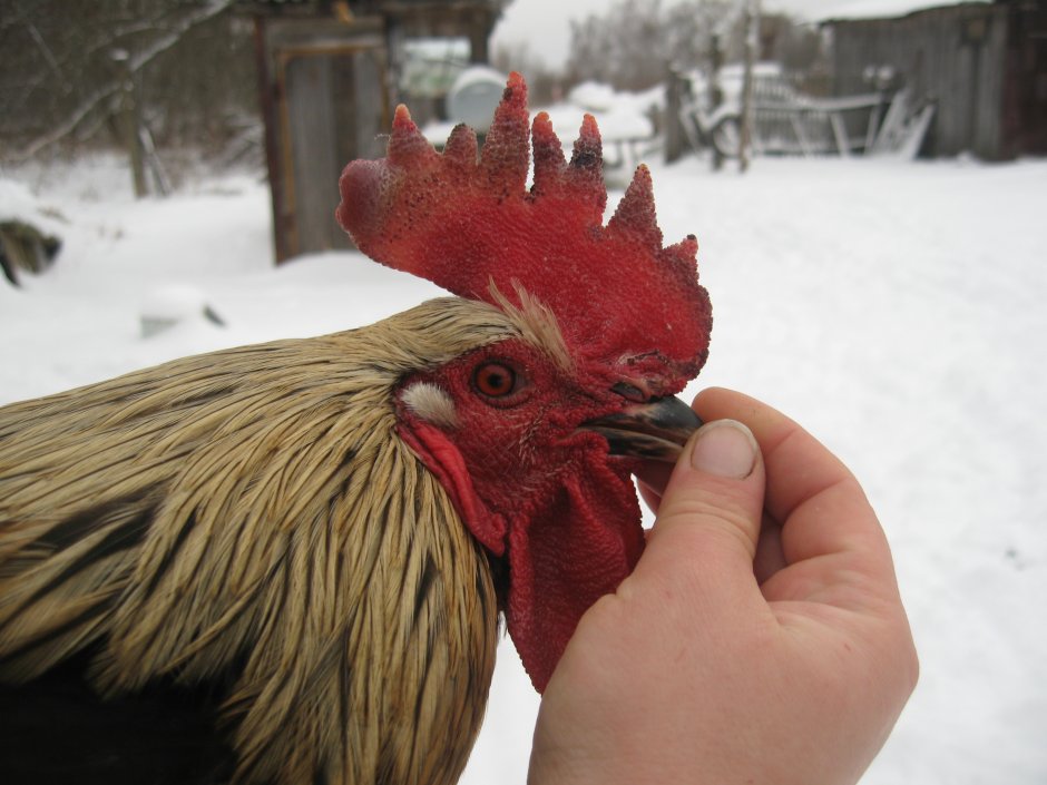 Гребни петухов