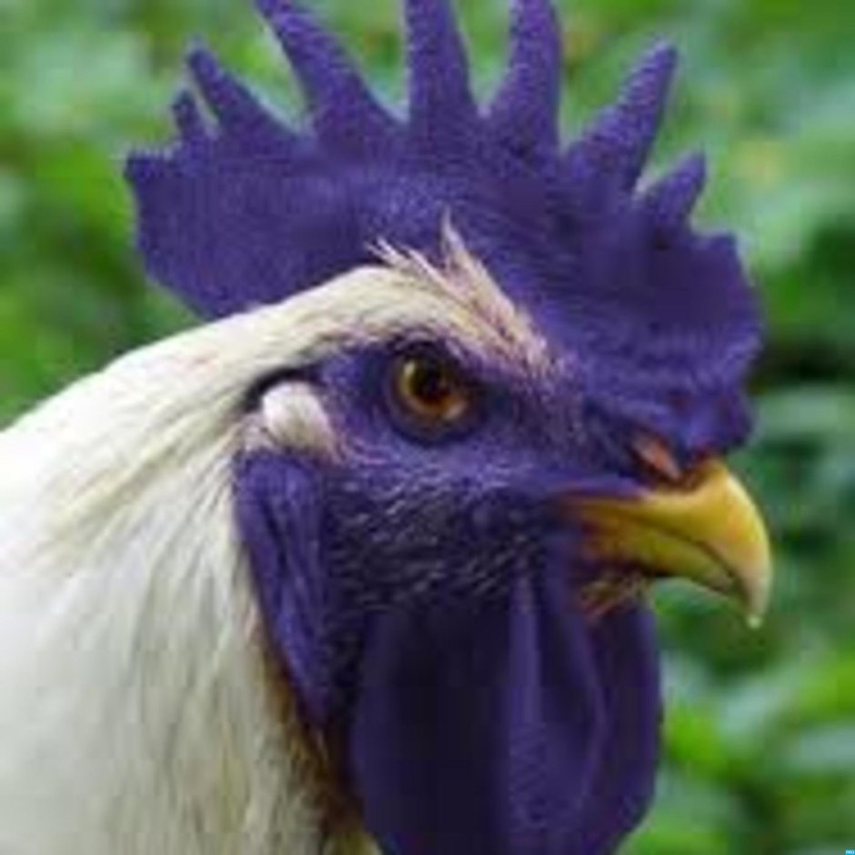 Куры с фиолетовым гребешком
