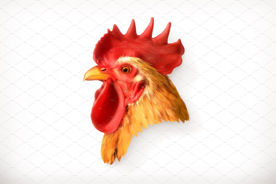 Мордочка петуха