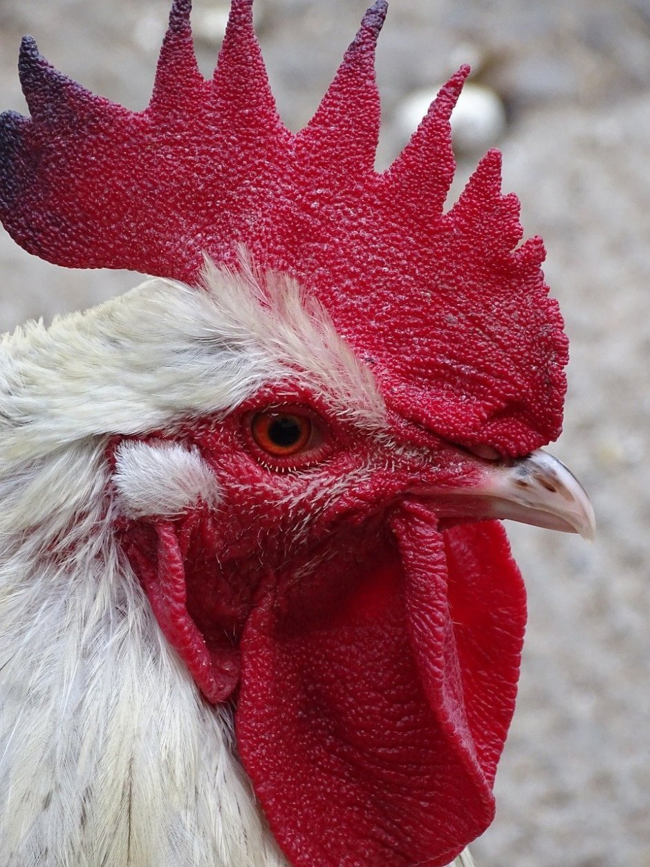 "Петушиный гребень" обызвестлен