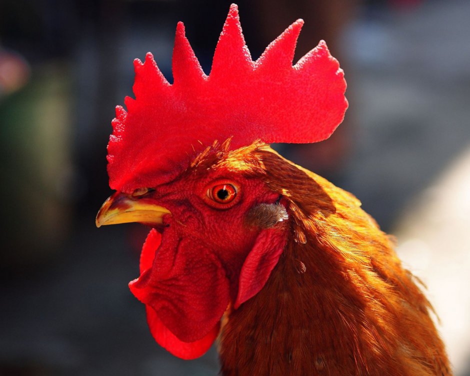 Улыбка петуха