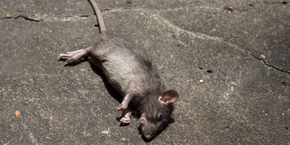 Полевая мышь Apodemus agrarius Pallas.