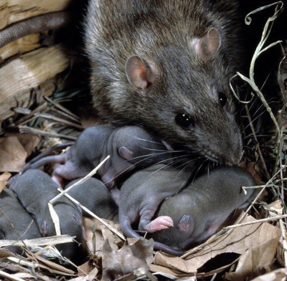 Крыса с крысятами