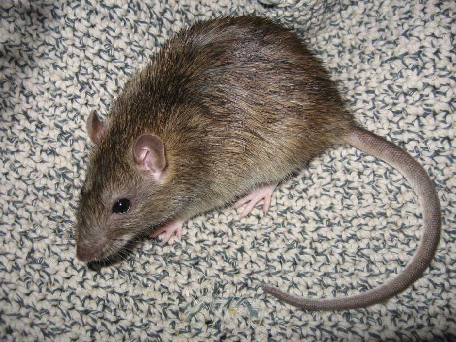 Rattus Rattus чёрная крыса