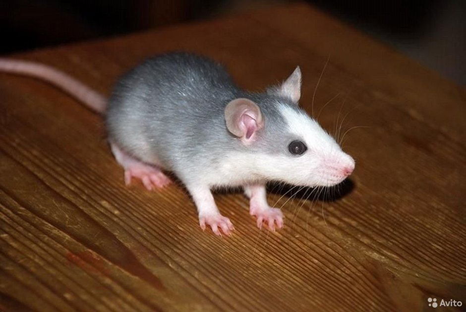 Серая крыса