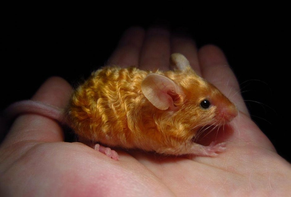 Крыса Лесная черная