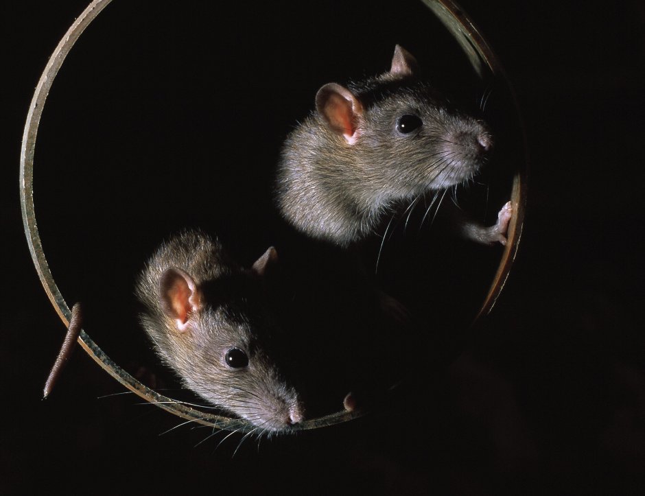 Черные крысята Дамбо