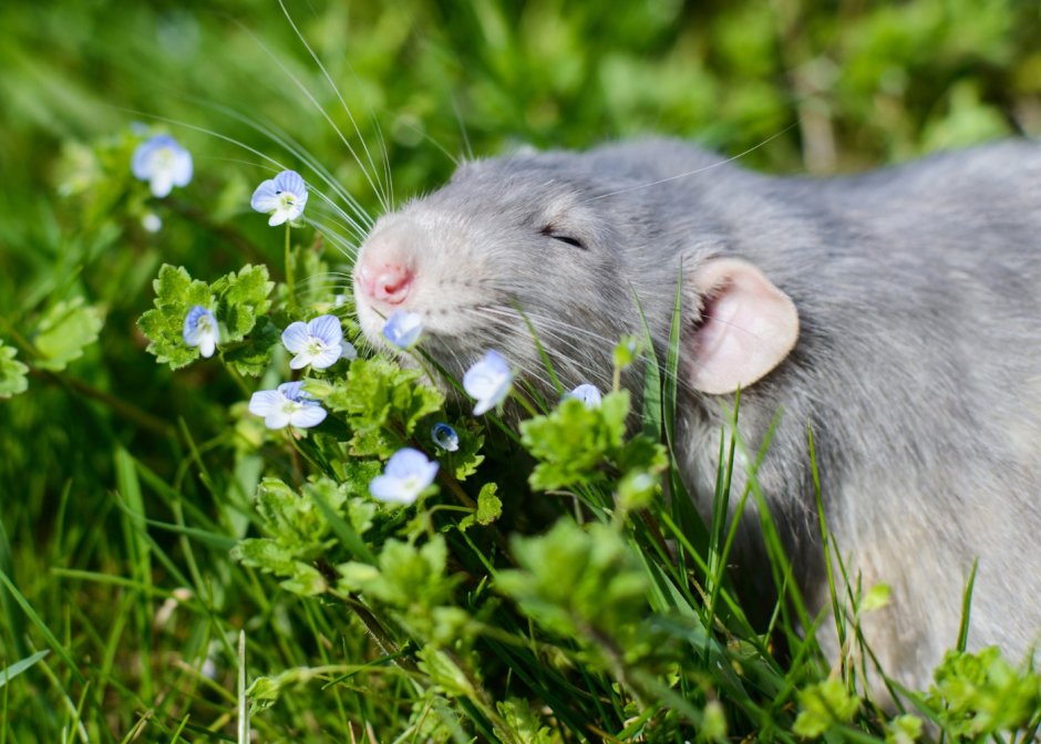 Крапчатая сумчатая куница или кволл