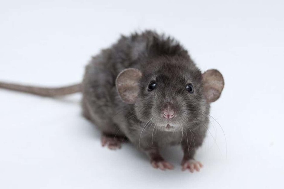 Крысята Дамбо рекс