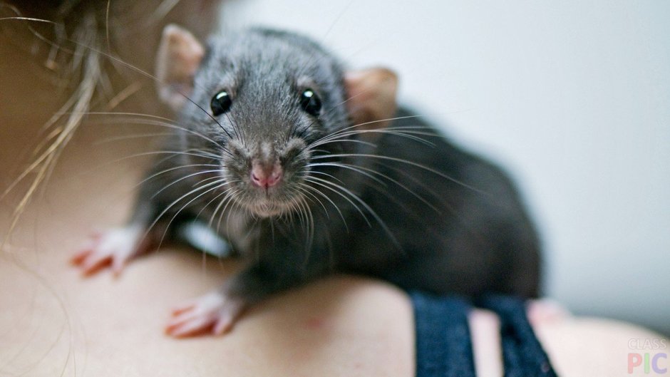 Крыса Раттус Раттус черная
