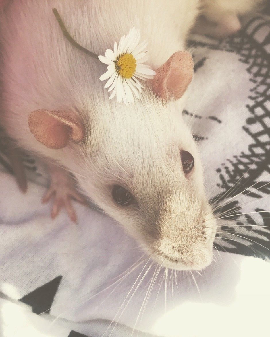 Крыса Лонг Эванс