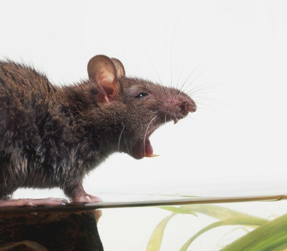 Черная мышь