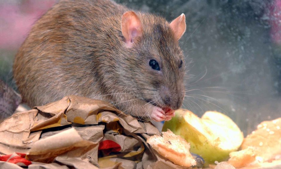 Чёрная крыса Дамбо взрослая