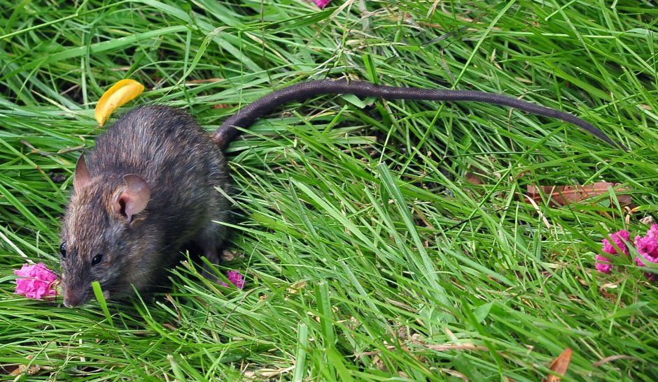 Виноградная крыса